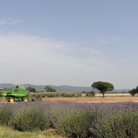 Agriturismo Susanna E Atria Bibbona Kültér fotó