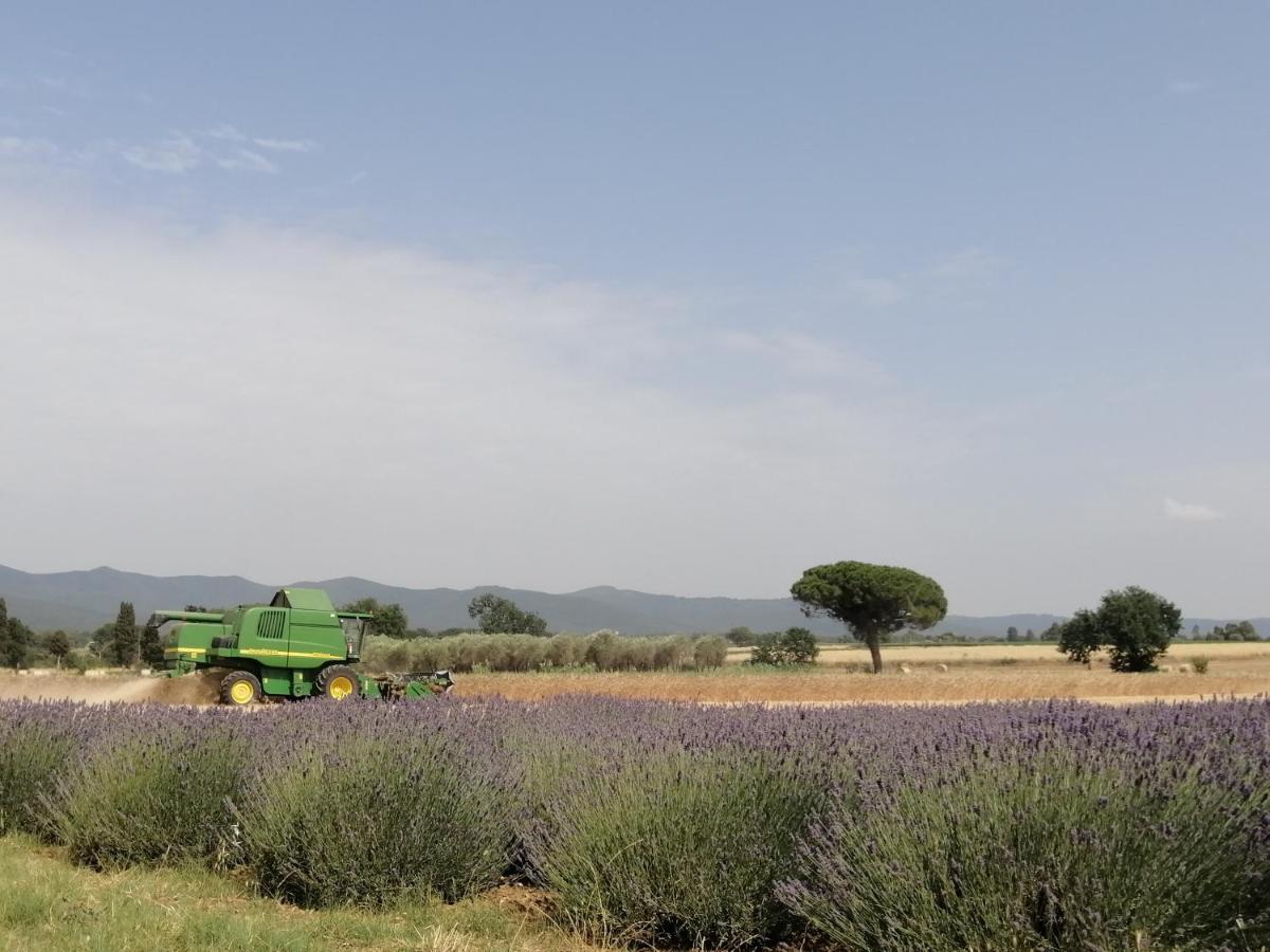 Agriturismo Susanna E Atria Bibbona Kültér fotó
