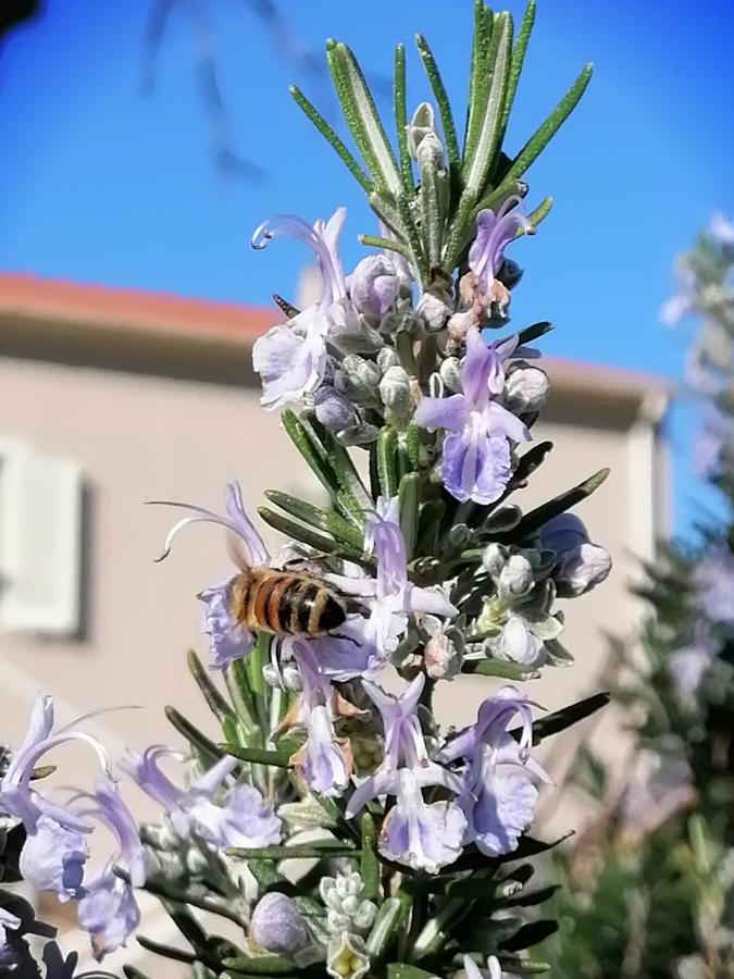 Agriturismo Susanna E Atria Bibbona Kültér fotó