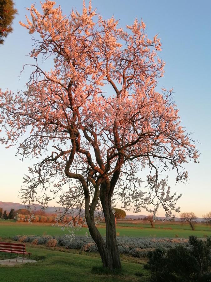 Agriturismo Susanna E Atria Bibbona Kültér fotó